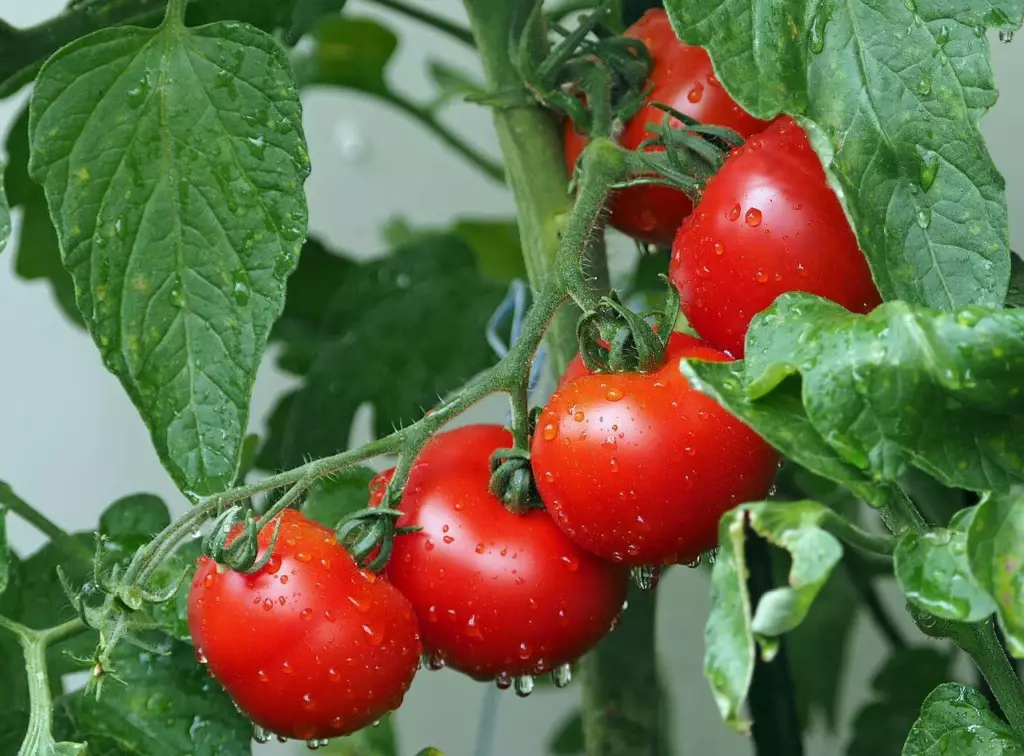 planter des tomates
