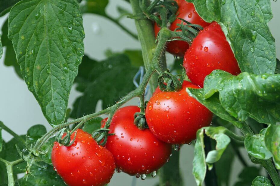 planter des tomates