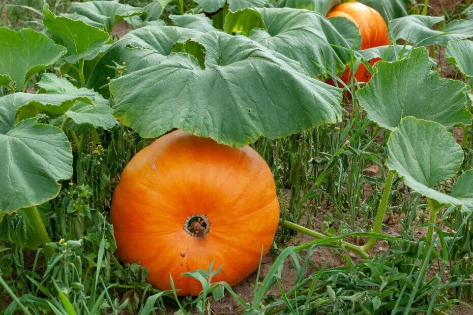 potager en automne