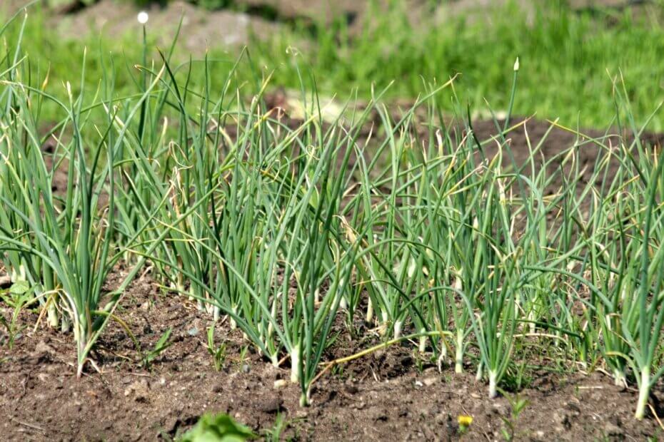 Ail au potager