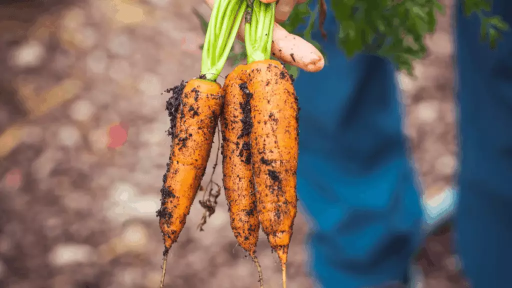 Carotte au potager