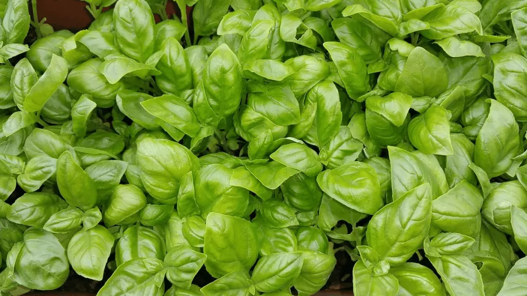 Culture du basilic au potager