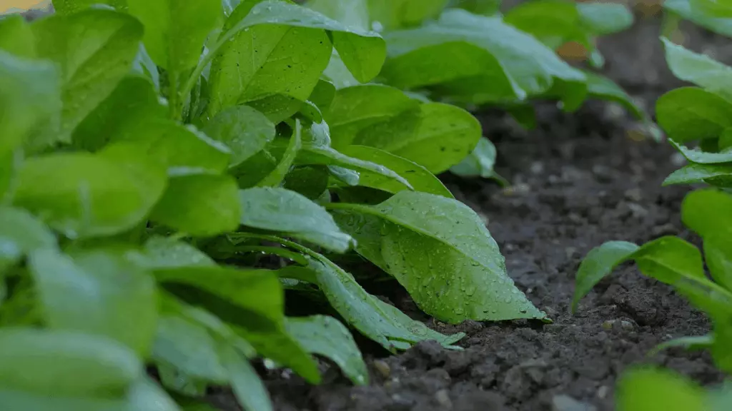 Epinards au potager