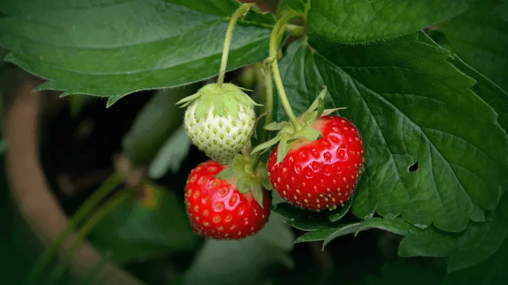 Fraisiers au potager