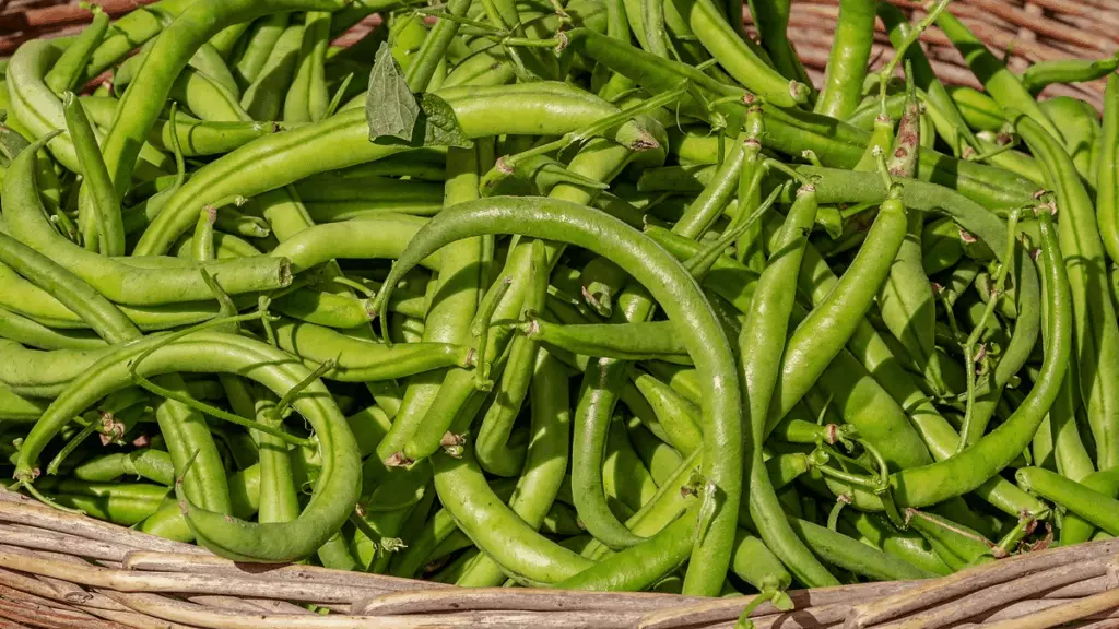 Haricots au potager
