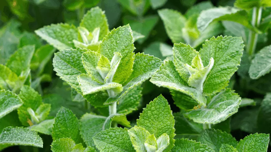 Menthe au potager