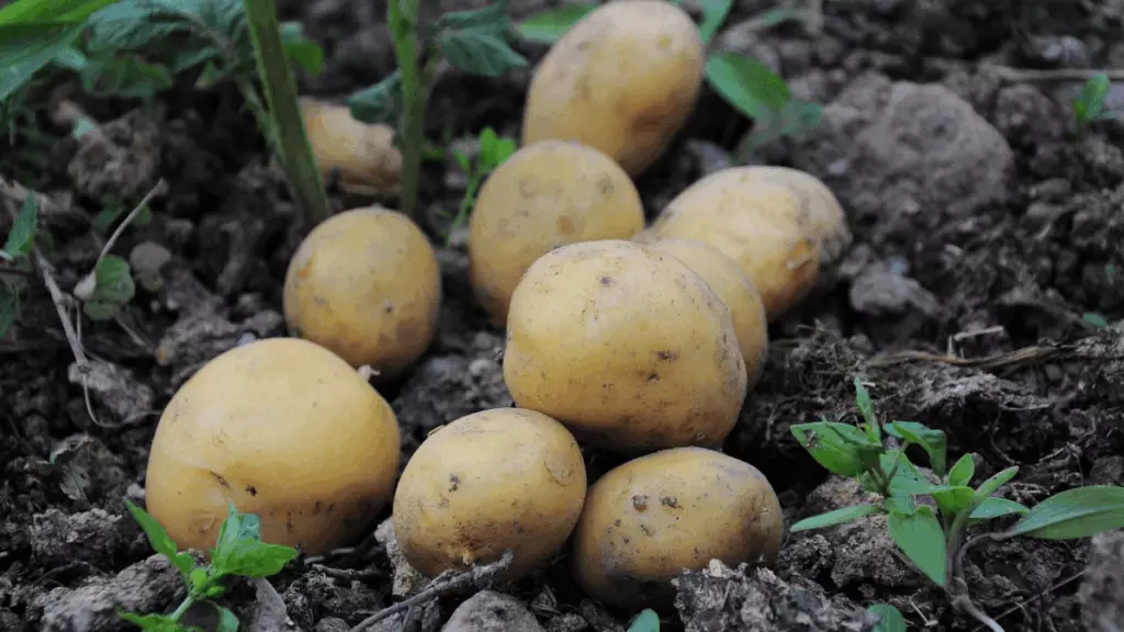 Pomme de terre au potager