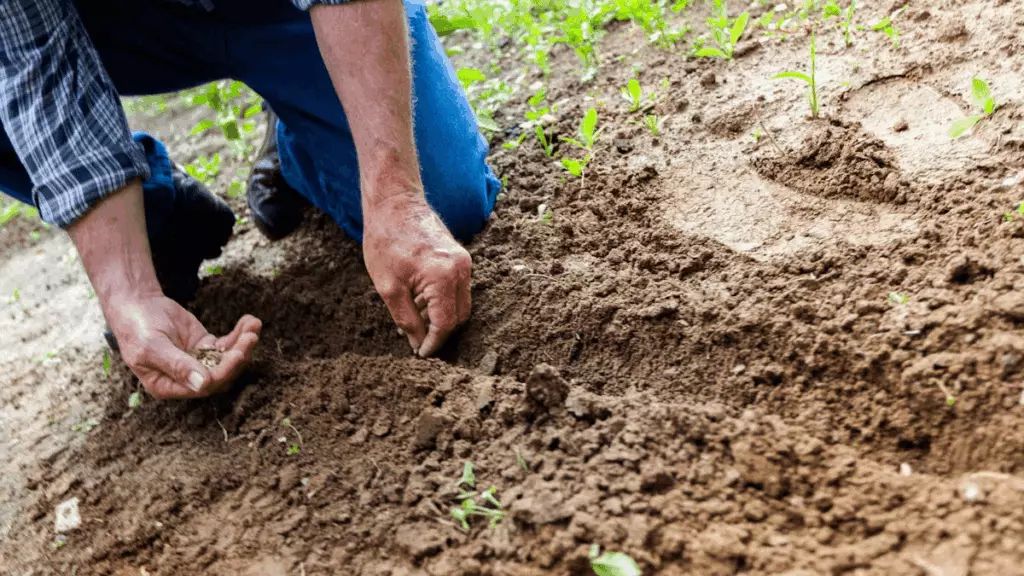 Potager en avril