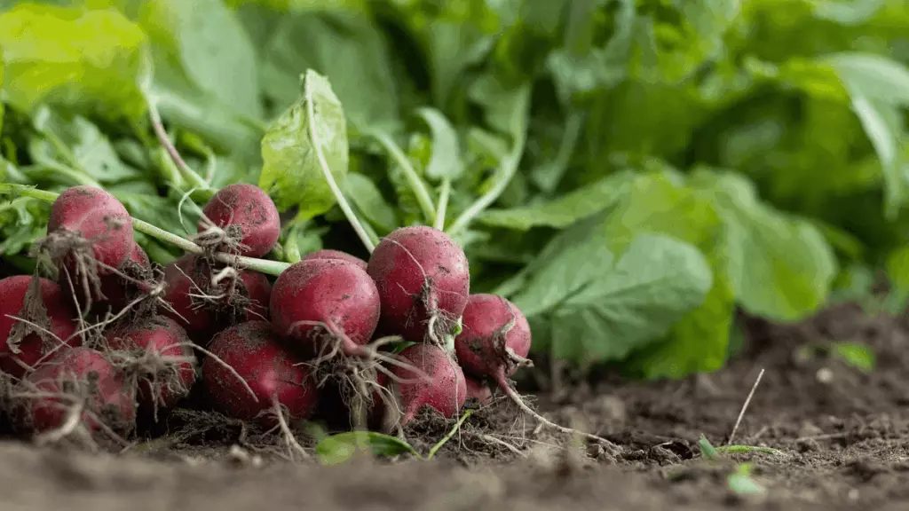 Radis au potager