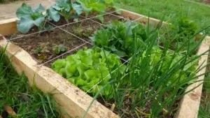 Carré potager