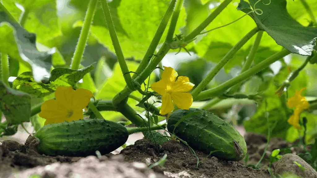 Cultiver des concombres au potager