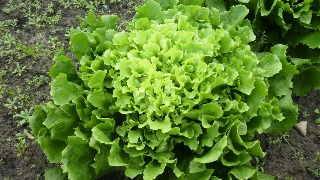 Endives au potager