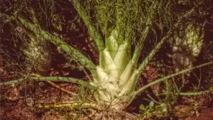 Fenouil au potager