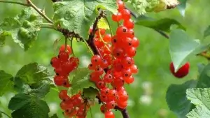 Groseilles au potager