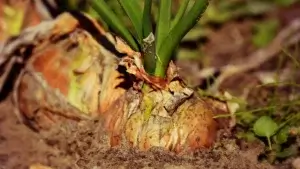 Oignons au potager