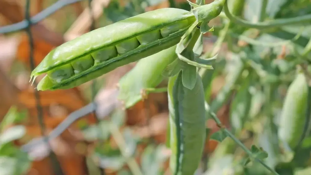Pois au potager
