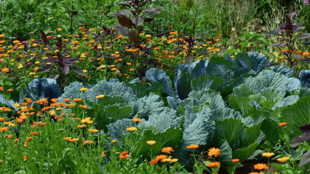 Potager au printemps
