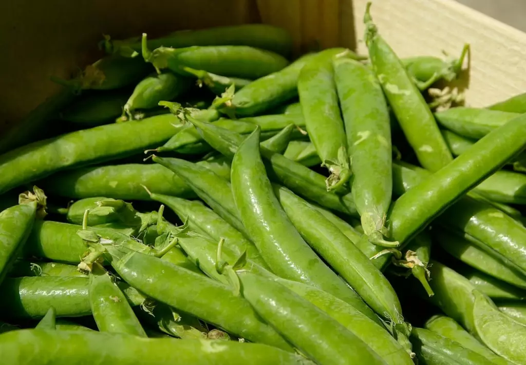 Récolte de pois au potager