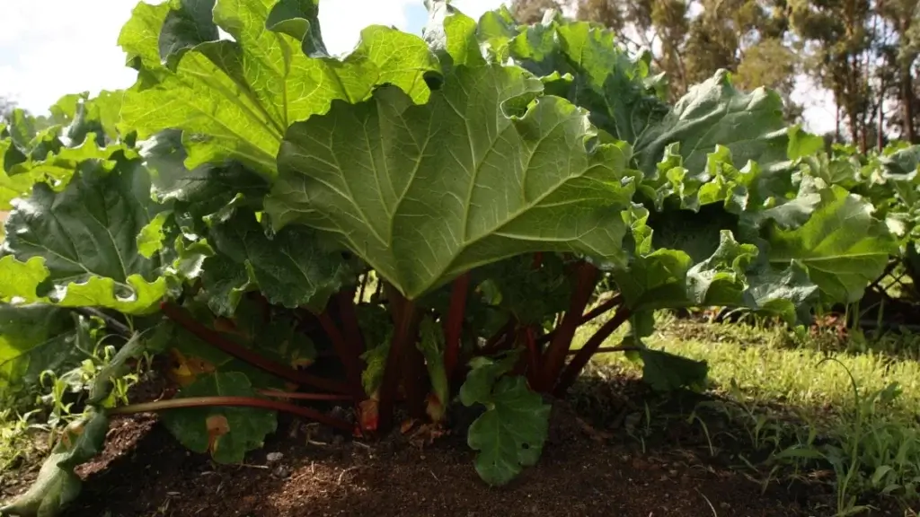 Rhubarbe au potager