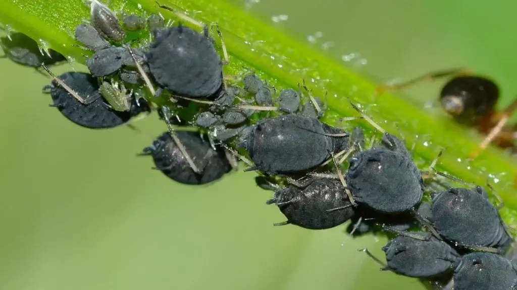Solutions naturelles contre les pucerons