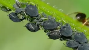Solutions naturelles contre les pucerons