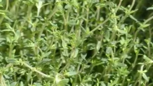 Thym au potager