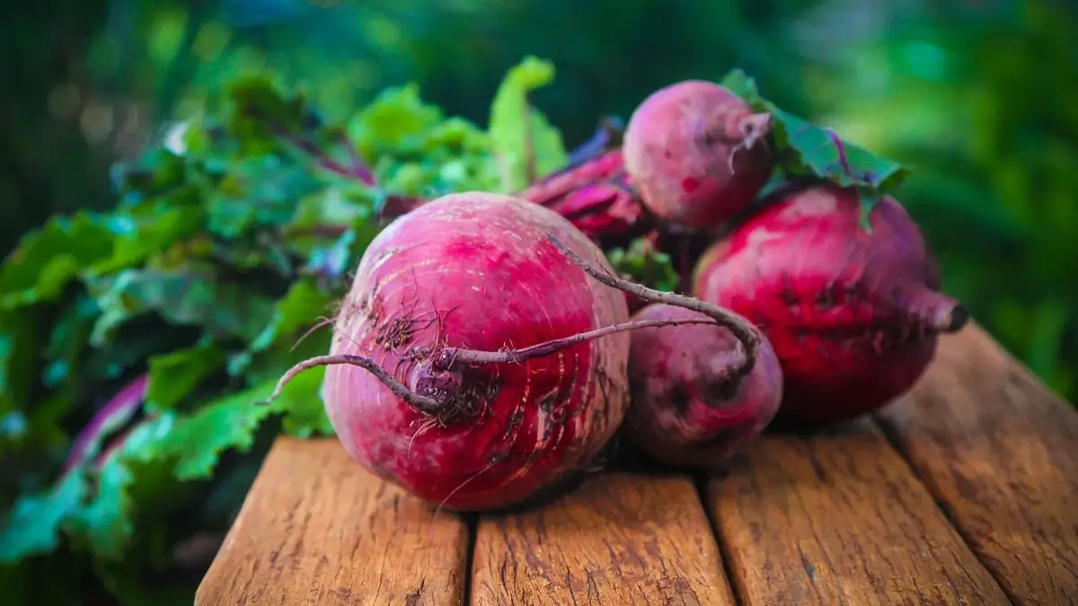 Betterave au potager