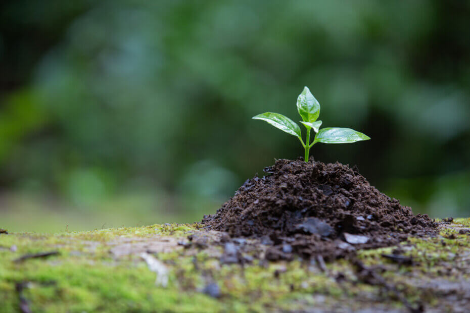 Enrichir la terre naturellement
