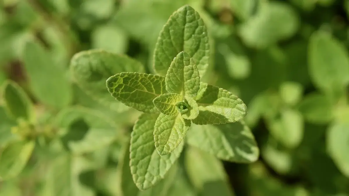 Faire pousser de la sauge au jardin