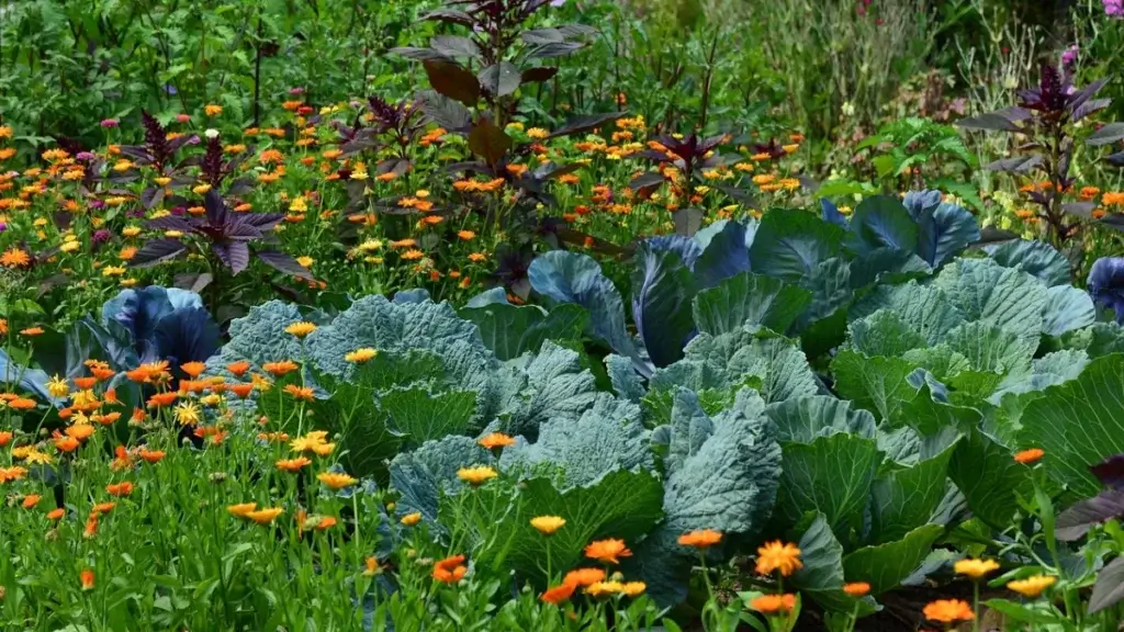 Fleurs au potager