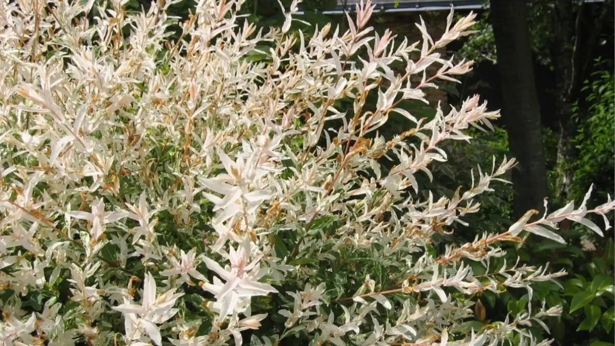 Saule crevette - tailler