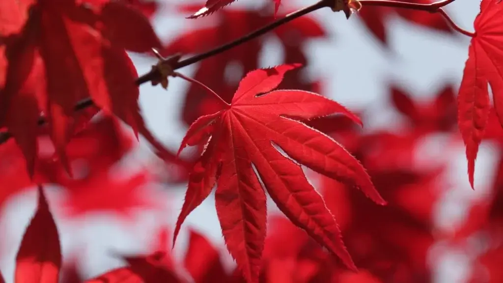 Arbustes avec feuillage rouge