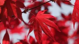 Arbustes avec feuillage rouge