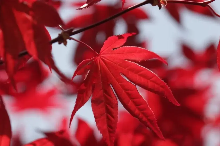 Arbustes avec feuillage rouge
