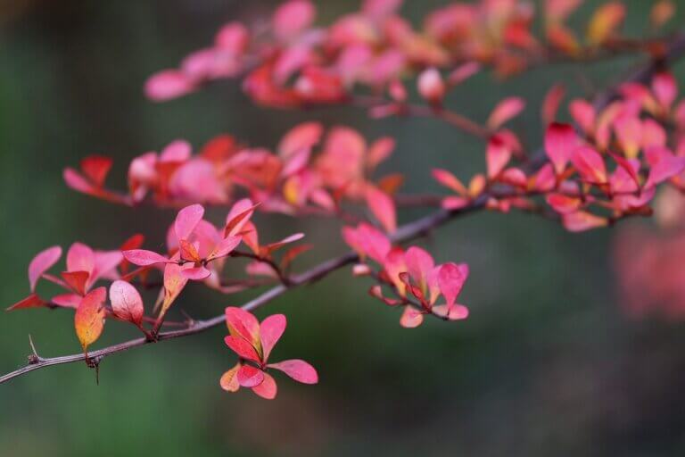 5 arbustes au feuillage rouge pour un jardin éclatant toute l’année ...