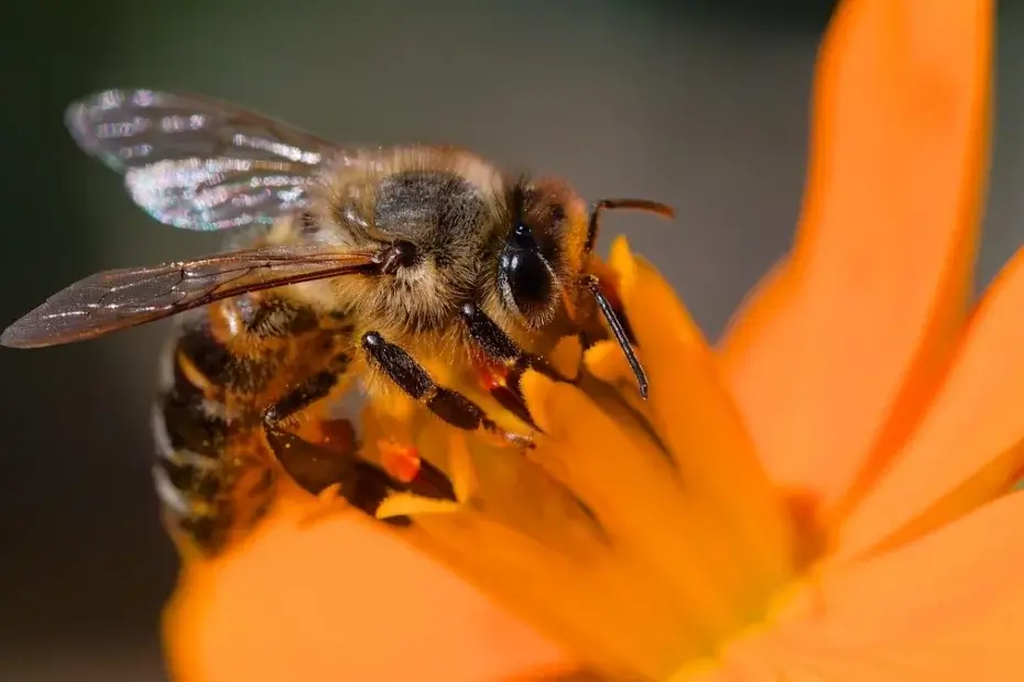 Insectes pollinisateurs