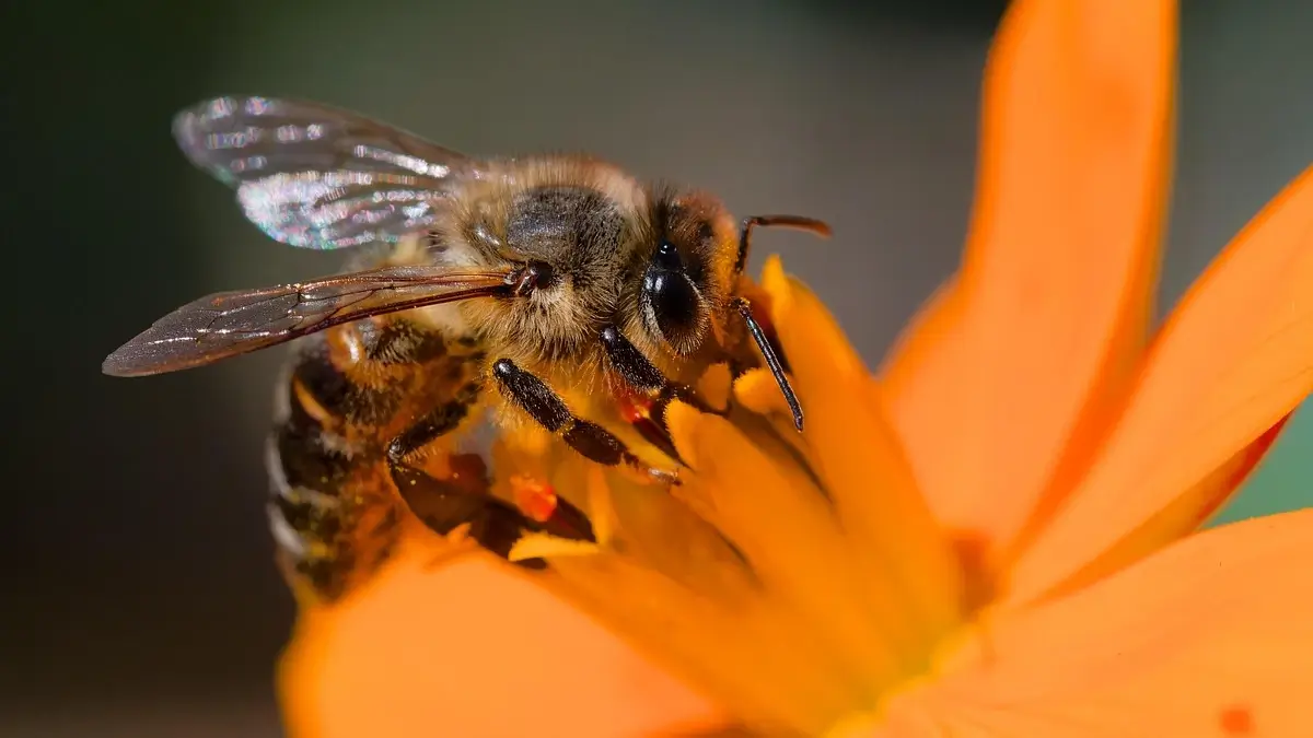 Insectes pollinisateurs