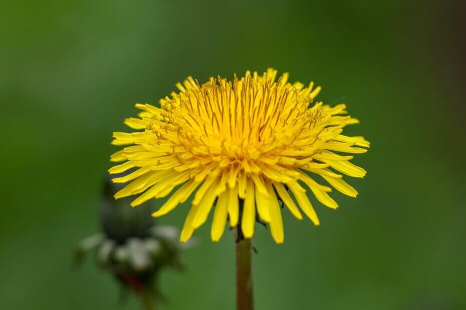 Comment lutter contre les mauvaises herbes