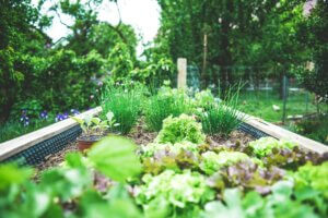 Potager en bac