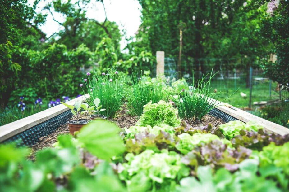 Potager en bac