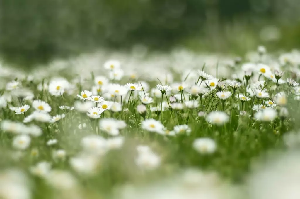 Prairie fleurie