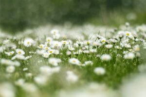 Prairie fleurie