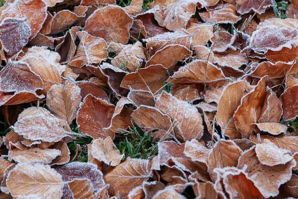 Hivernage jardin