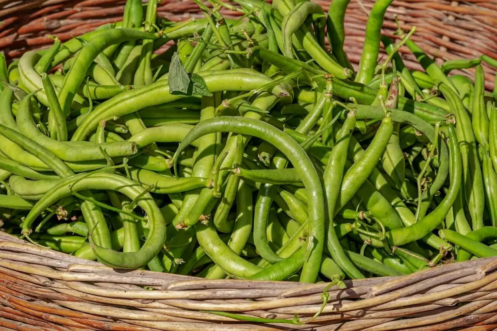 Haricots - Fruits et légumes en H
