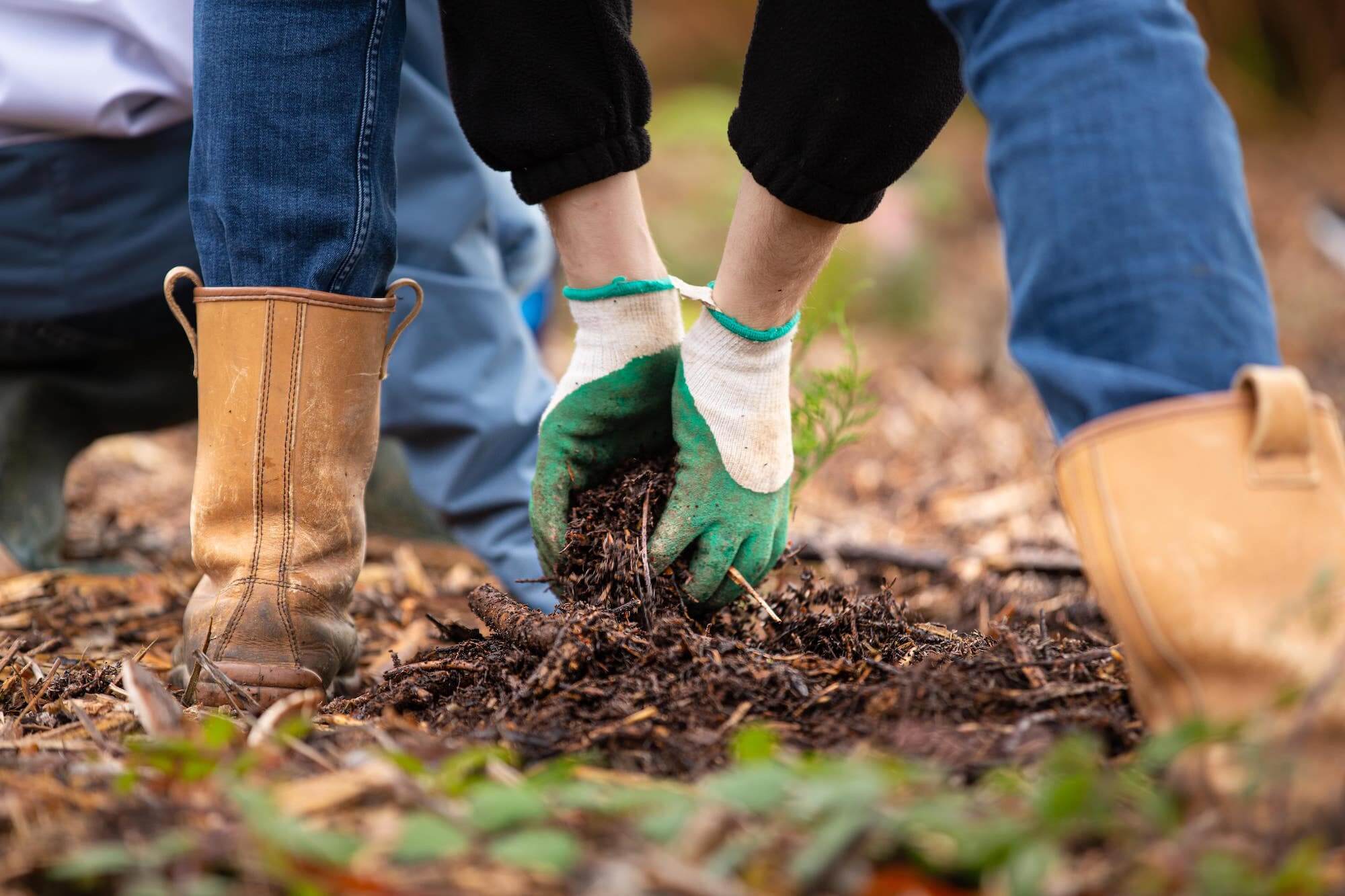 Planter des arbres en automne