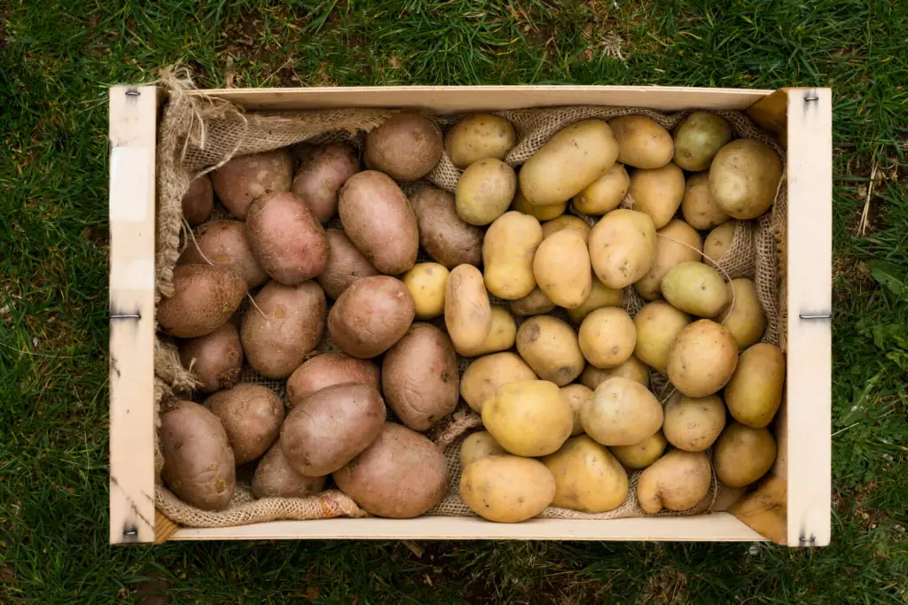 Conservation des pommes de terre
