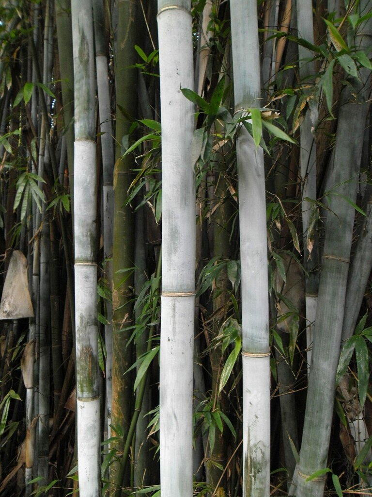 Bambusa chungii (bambou bleu tropical)