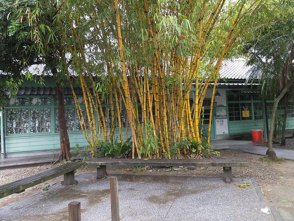 Bambusa multiplex 'Alphonse Karr'