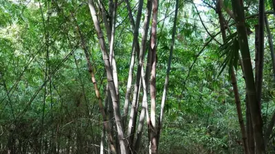 Bambusa polymorpha