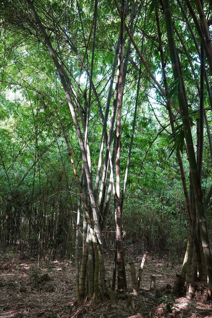 Bambusa polymorpha (bambou de Birmanie)